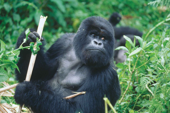 El-origen-de-dos-tipos-de-VIH-esta-en-gorilas-de-Camerun_image_380