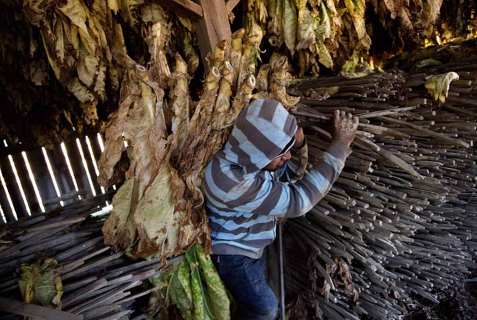 tobacco-1
