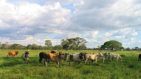 HATO EL RODEO BARINAS