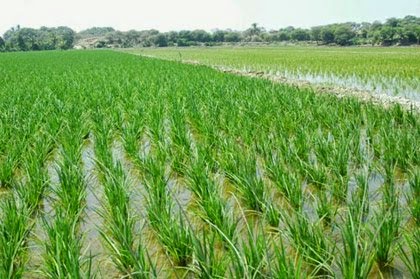 apoyo siembra de arroz