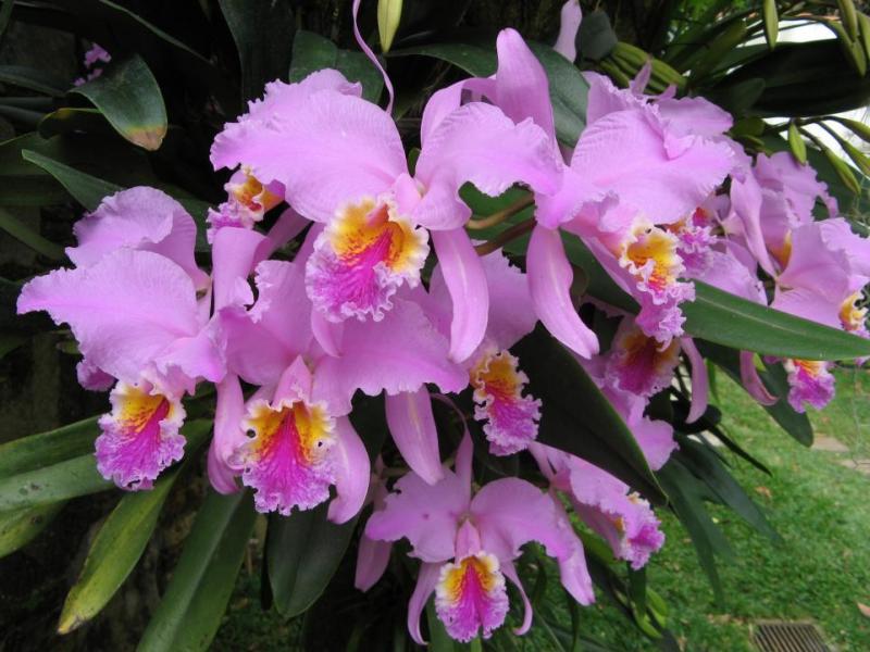 achat-vente-orchidee-botanique-cattleya-mossiae