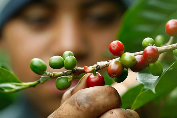 caficultores-insatisfechos-con-el-nuevo-precio-del-cafe-1