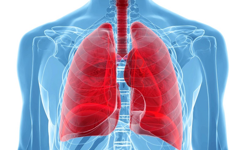 Pulmones-sanos