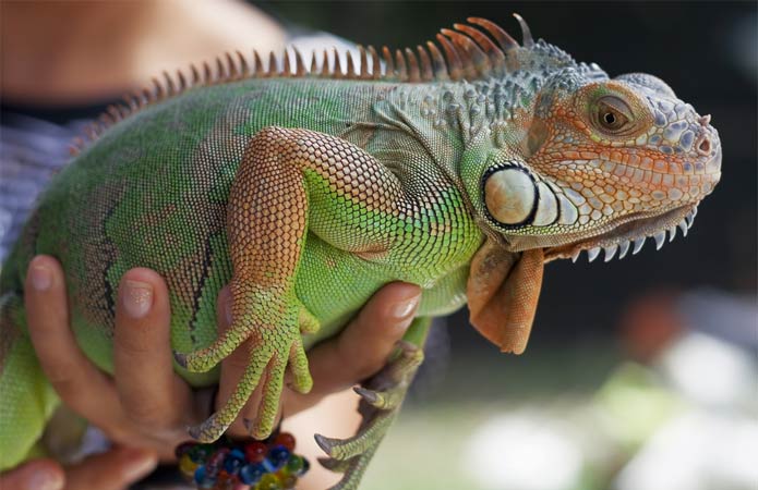 iguana-reposando