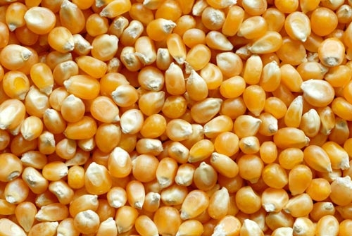 seed_corn