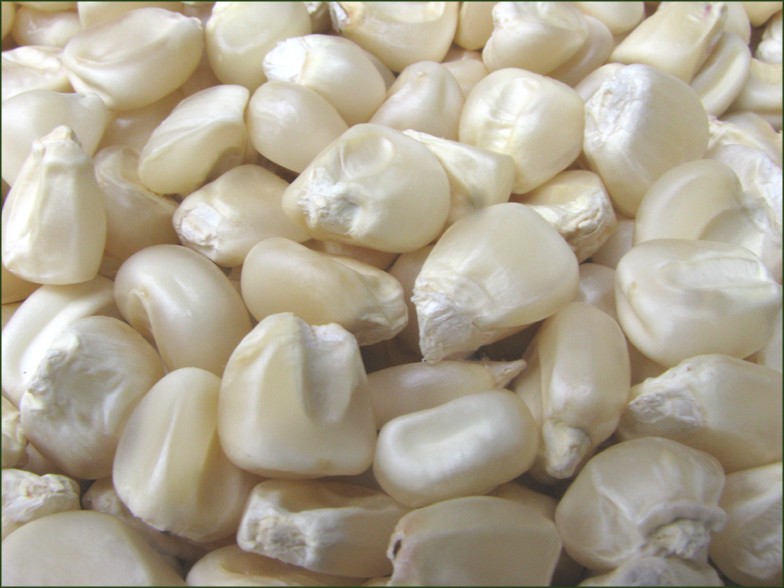 maiz blanco