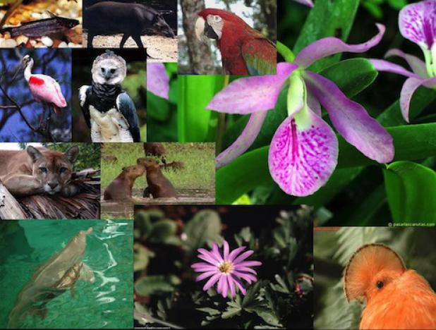 Diversidad biológica