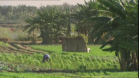 523717669-campesino-arabe-egipto-actividad-agricola-palmera