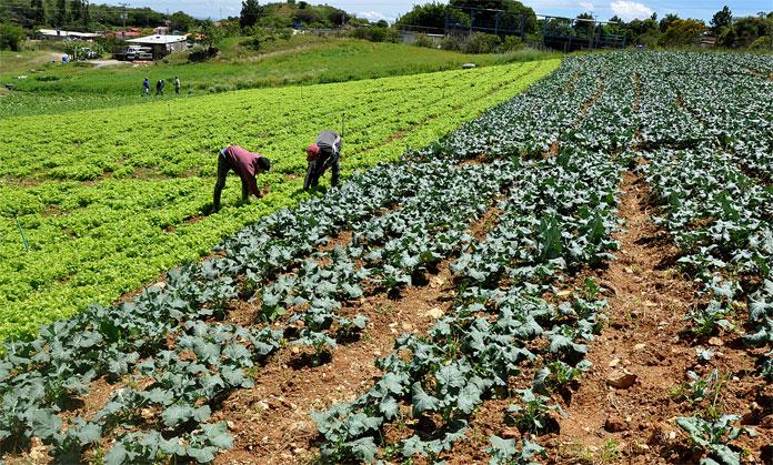 VENEZUELA--SOS-al-gobierno-lanza-sector-agroproductivo