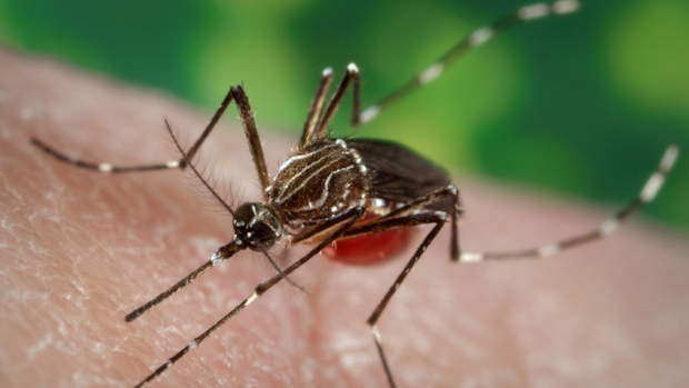 zika-and-dengue-mosquito