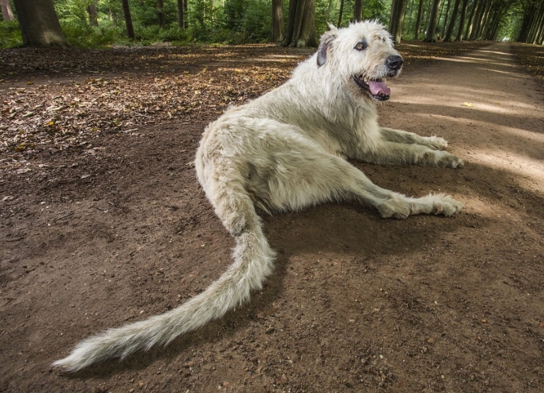 keon-perro-cola-mas-larga-del-mundo1