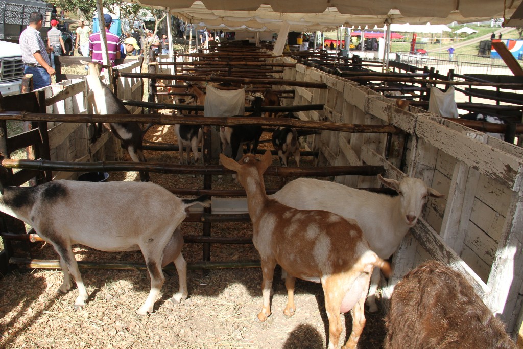 productores de ovino y caprino