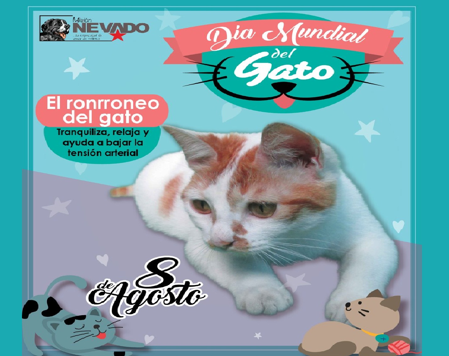 Cada de agosto se celebra el Día Internacional del Gato Yvke Mundial De La Mano Con El Pueblo