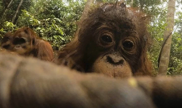 orangutan01