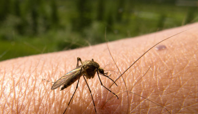picadura-mosquito-remedios-caseros