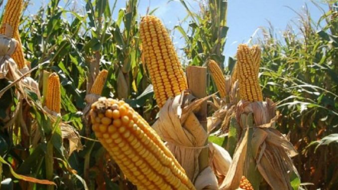 maduro-ordeno-investigar-venta-de-semillas-de-maiz-a-precio-bachaqueado-678x381