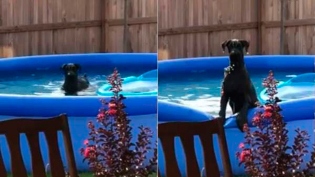 mascotas-perro-piscina