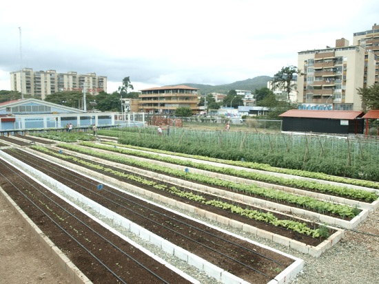 Base Agroproductiva “Los Charavares” ha cosechado 2,2 toneladas de hortalizas2