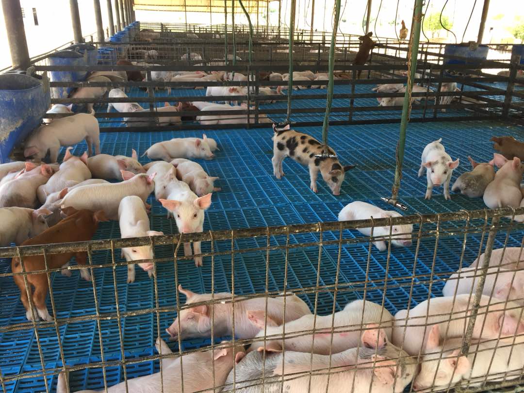 En Falcón Granja porcina Caujarao produce carne para la comunidad 1