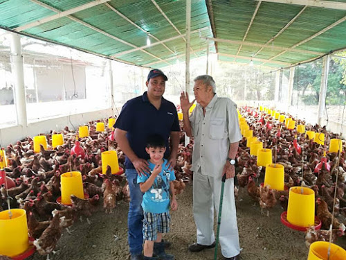 Granja Santa Clara en Falcón arrancó producción de pollos de engorde 1