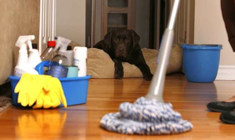 consejos-para-mantener-limpia-una-casa-con-mascota1-770x460