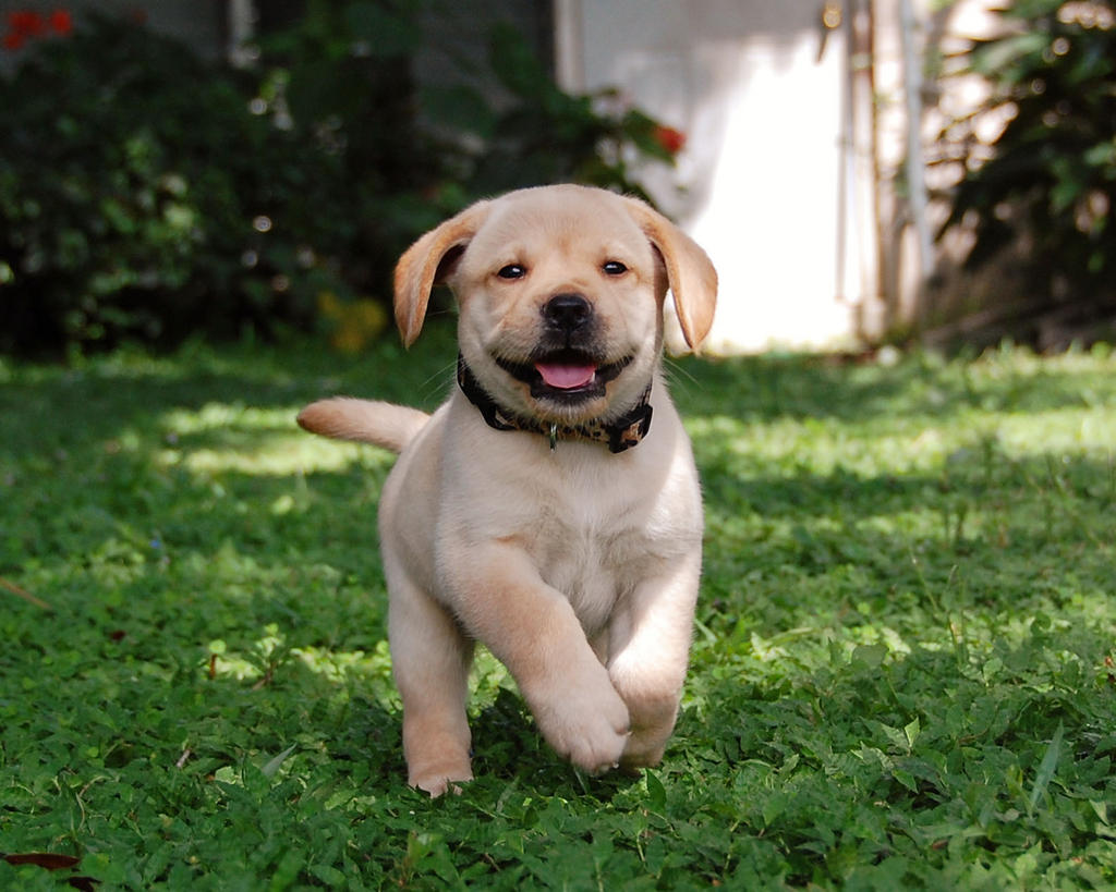 viewing-gallery-for-cute-happy-puppy