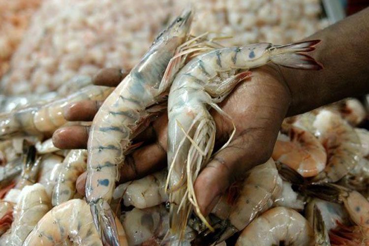 Cluster-Camaron-Industria-camaronera-de-ecuador-pesca-Mercado-de-camarón-crece-a-nivel-mundial-C