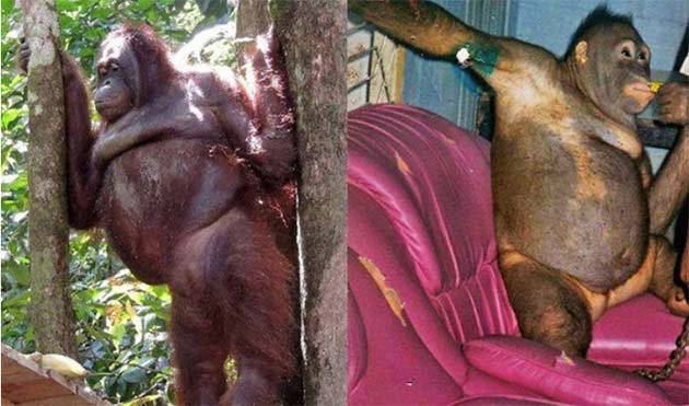 orangutan-indonesia-violacion