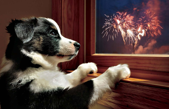 fireworksdog