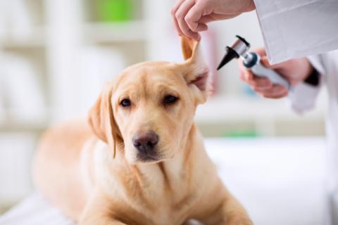 otitis_perro