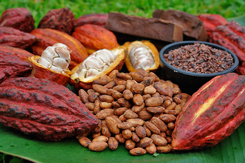 Cacao-frutos-y-semillas-Revista-agrofertil