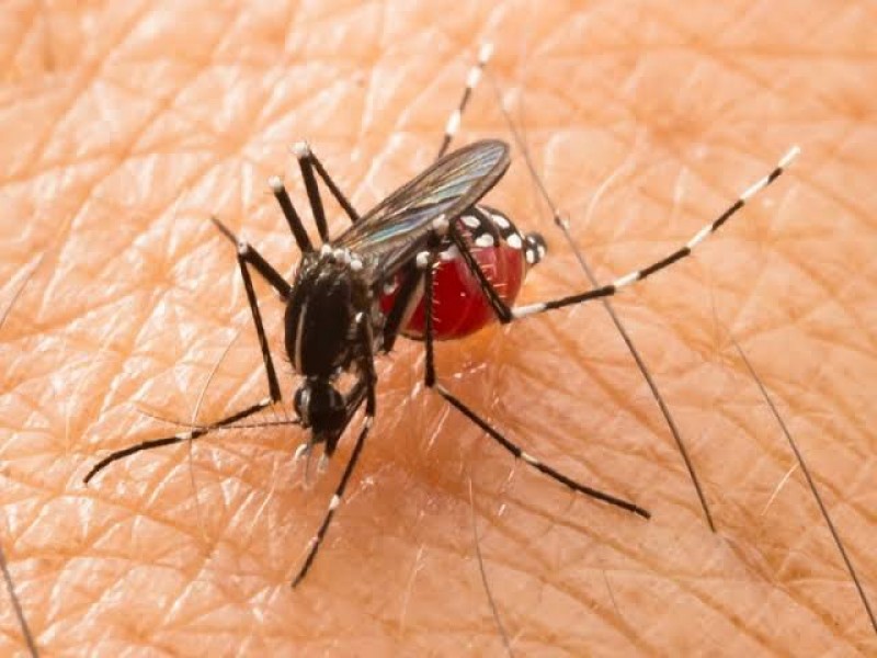 incrementa-75-los-casos-de-dengue-en-nayarit-84602