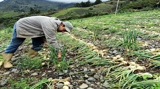 PRODUCCION AGRICOLA EN MERIDA - IMAGEN REFERENCIAL - FOTO VTV