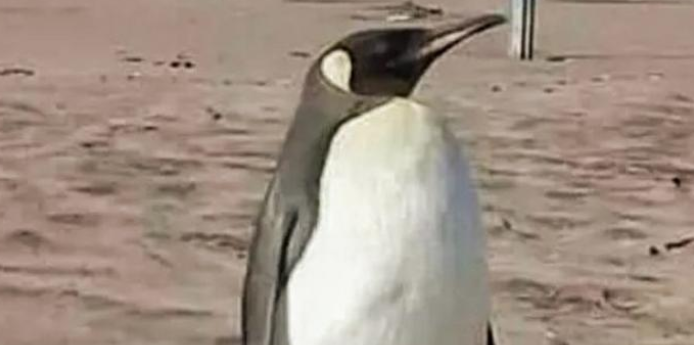Screenshot_2020-04-08 Los pingüinos son ahora los protagonistas de las playas del litoral argentino Facebook