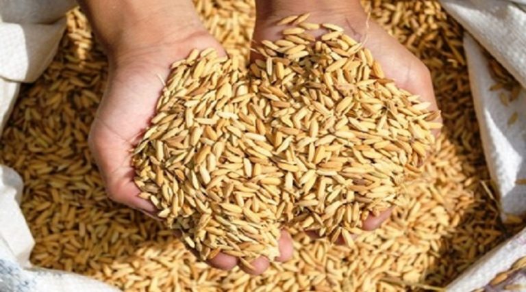 semillas-de-arroz-garantizadas-D_NQ_NP_606649-MLV26735241329_012018-F-768x427
