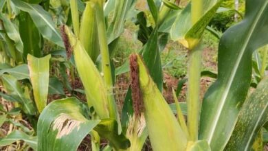 Fundo Zamoranos de Cojedes producen 18 hectáreas de maíz