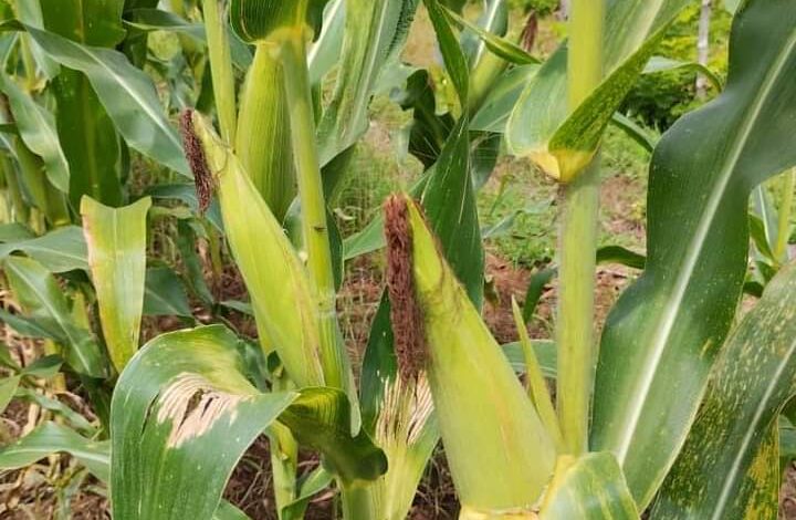 Fundo Zamoranos de Cojedes producen 18 hectáreas de maíz