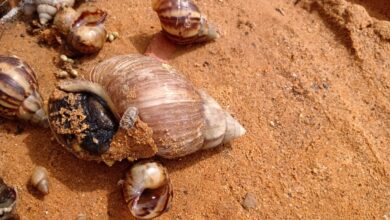 Ministerio de Agricultura Urbana se mantiene activo para erradicar el caracol africano del estado Zulia