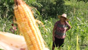 Técnicos del Minppau en Cojedes inspeccionaron la siembra de ocho hectáreas de maíz