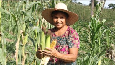 Técnicos del Minppau en Cojedes inspeccionaron la siembra de ocho hectáreas de maíz