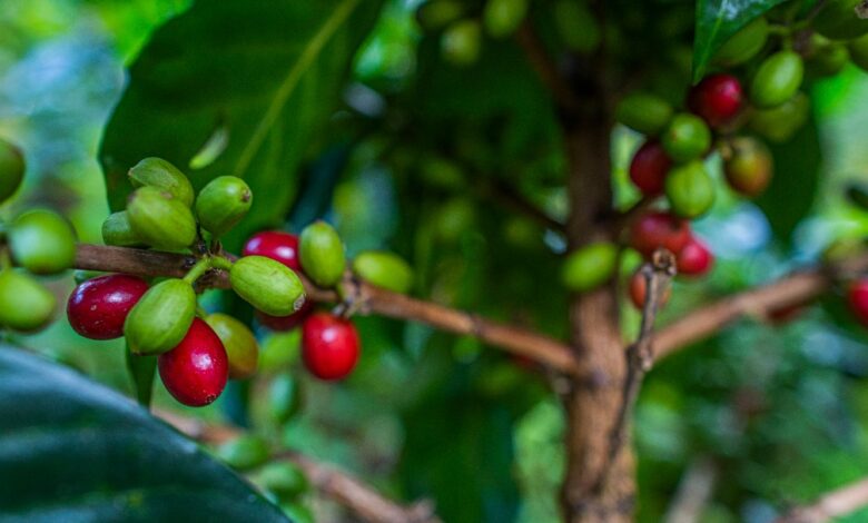 Miranda alcanza producción de 6.200 quintales de café