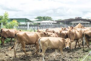 Corpozulia impulsa la exportación en la producción del ganado zuliano Criollo Limonero