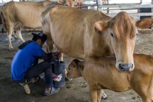 Corpozulia impulsa la exportación en la producción del ganado zuliano Criollo Limonero