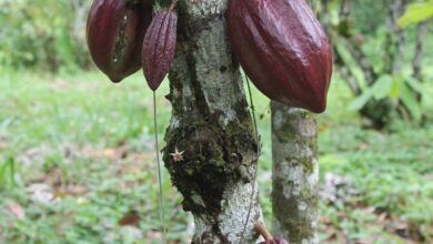 Barlovento se realizó el Plan de Renovación de Cultivos de cacao