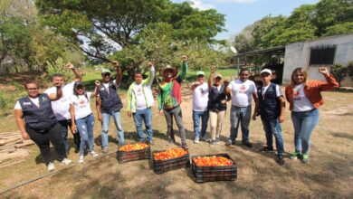 Técnicos del Minppau y productores agrourbanos cosecharon 6.000 kilos de tomate en Apure