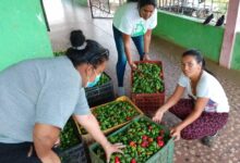 Inician cosechas de hortalizas en municipio Piar en Bolívar