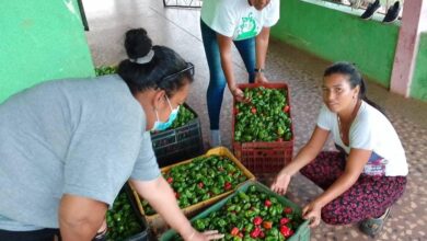 Inician cosechas de hortalizas en municipio Piar en Bolívar