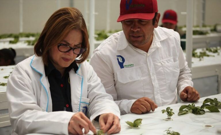 Mérida: Inaugurado primer núcleo de aeroponía para garantizar soberanía alimentaria nacional