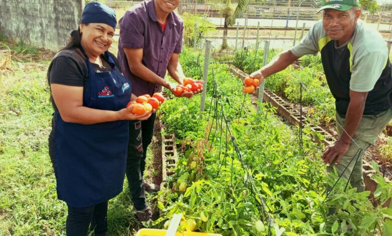 Minppau y Fundaproal producen tomate para el beneficio de Casas de Alimentación en Monagas