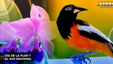 Venezuela celebra Día de la Flor y el Ave Nacional símbolos del patrimonio natural